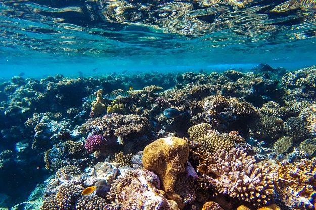 U opasnosti i koraljni grebeni 